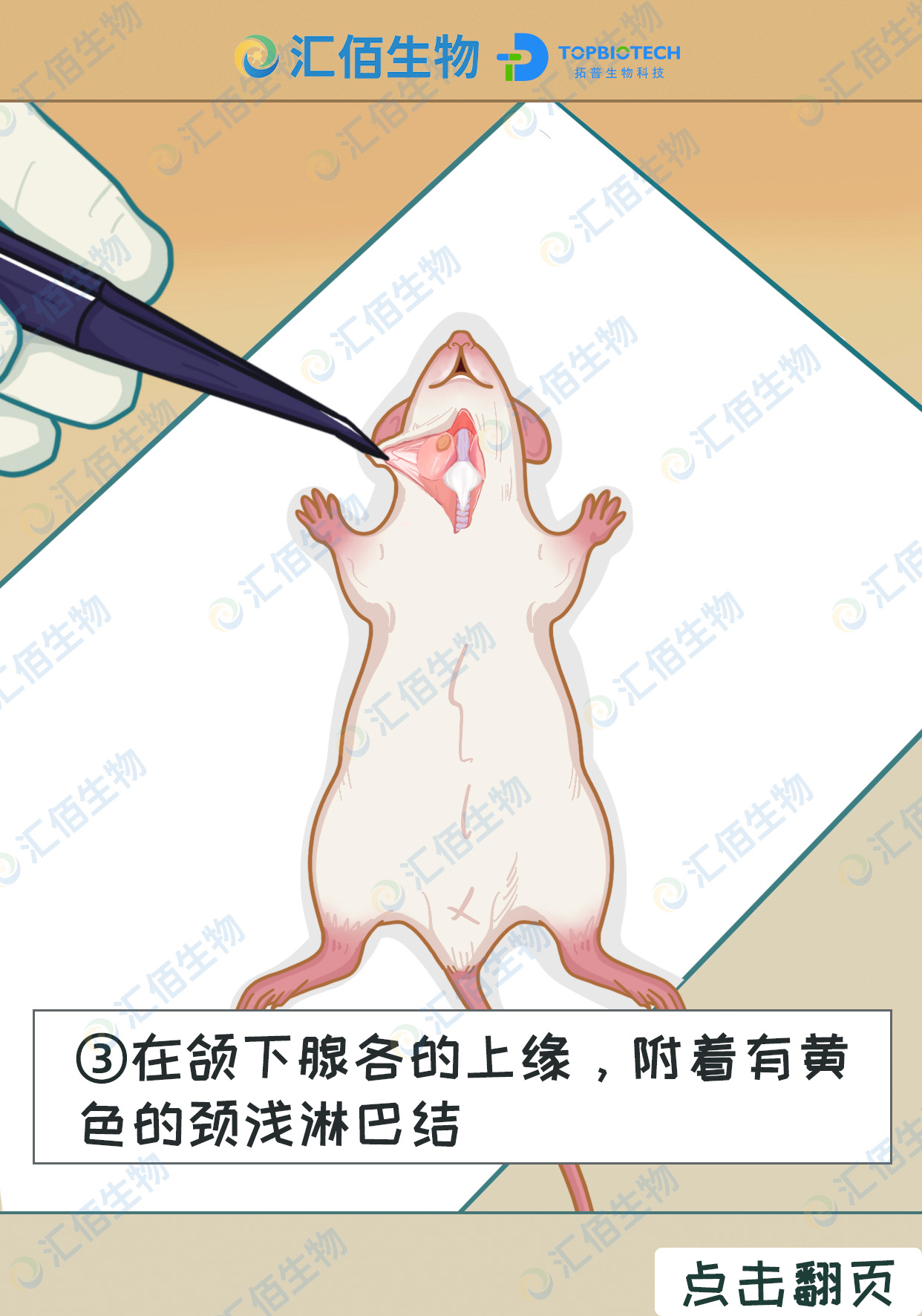 03步骤三,在颌下腺各的上缘，附着有黄 色的颈浅淋巴结1.jpg